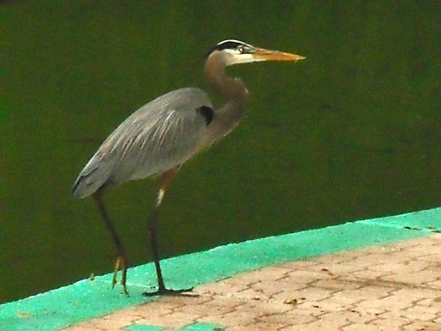 Local wild life visitors